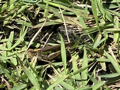 Aiolopus thalassinus tamulus