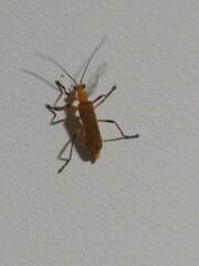 Chauliognathus cinguliventris
