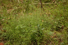 Muhlenbergia schreberi