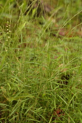 Muhlenbergia schreberi