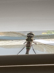 Aeshna umbrosa