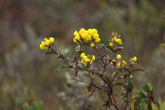 Calceolaria