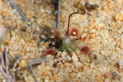 Drosera helodes