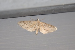 Eupithecia unicolor