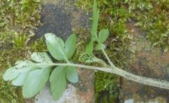 Puccinia adoxae