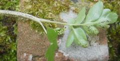 Puccinia adoxae