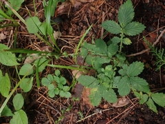Agrimonia pilosa japonica