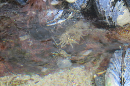 Pink Mouth Anemone