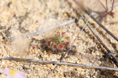 Drosera helodes