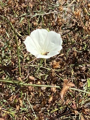 Calystegia macrostegia