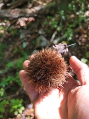 Castanea dentata