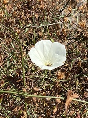 Calystegia macrostegia
