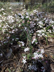 Philotheca verrucosa