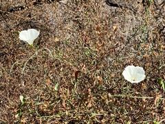 Calystegia macrostegia