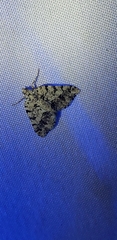 Macaria graphidaria