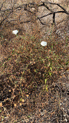 Calystegia macrostegia