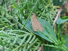 Borbo cinnara