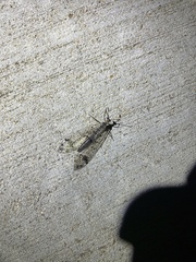 Dendroleon obsoletus