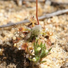 Drosera helodes