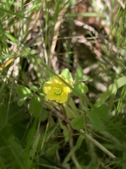 Oxalidaceae