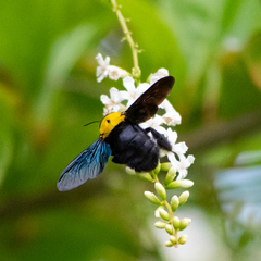 Xylocopa aestuans