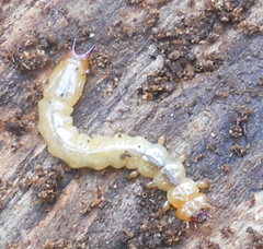 Pyrochroa serraticornis