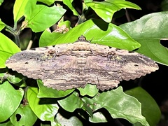 Anisoneura aluco
