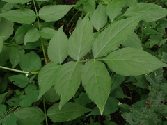 Sambucus sieboldiana