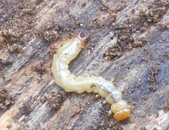 Pyrochroa serraticornis
