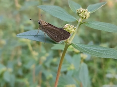 Borbo cinnara