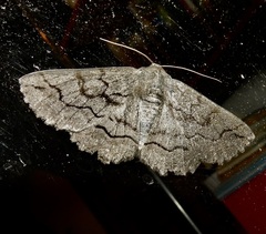 Melanodes anthracitaria