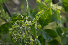 Ptelea trifoliata