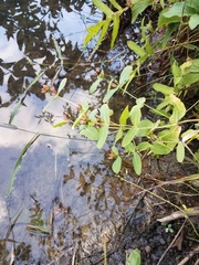 Hypericum virginicum