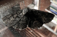 Melanodes anthracitaria