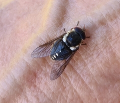 Scaptia