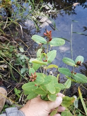 Hypericum virginicum