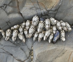 Pollicipes polymerus