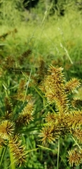 Cyperus erythrorhizos
