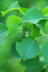 Diaprepes abbreviatus