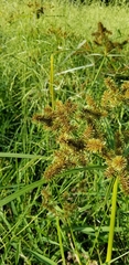 Cyperus erythrorhizos