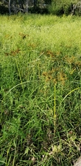 Cyperus erythrorhizos