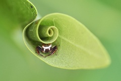 Hentzia