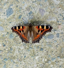 Aglais caschmirensis