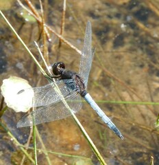 Erythrodiplax basifusca