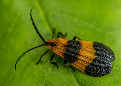 Calopteron