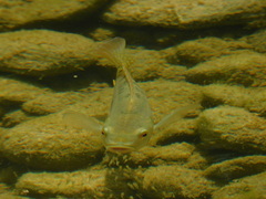 Oreochromis