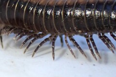 Californiulus