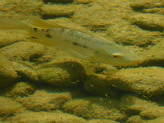 Oreochromis