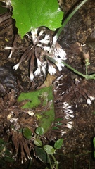 Thelephora penicillata