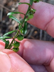 Phyllanthus hirtellus